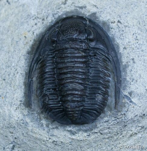 Beautifully Preserved Cornuproetus Cornutus #2072